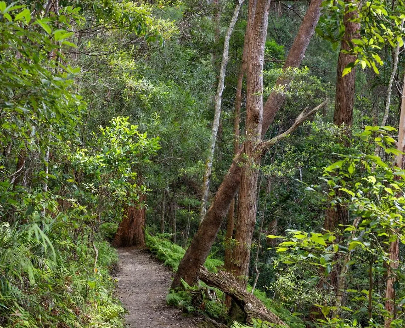 Appartement Secluded Luxury 2Br Rainforest Retreat Free Wi-Fi Springbrook